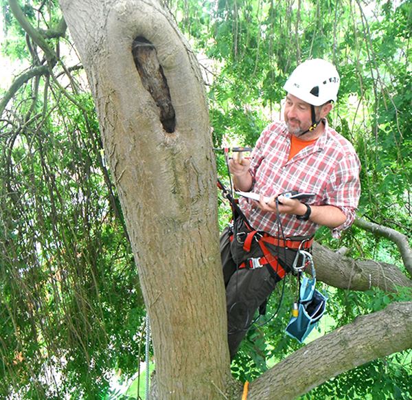Tree climbing inspections Gallery Image